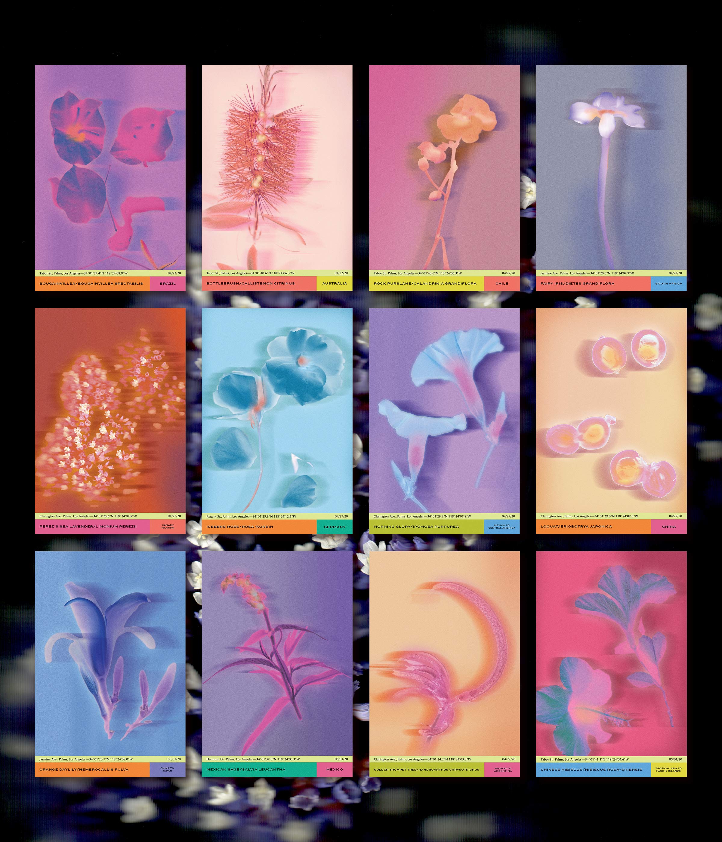 Flower-Scans_12-Up